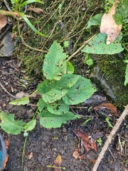 Convolvulus massonii