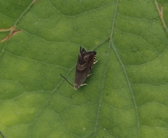 Grapholita delineana