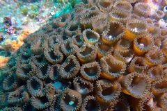 Palythoa tuberculosa