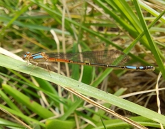 Mesamphiagrion