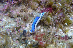 Chromodoris lochi