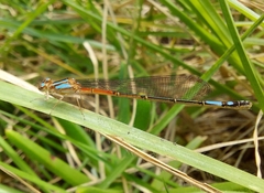 Mesamphiagrion