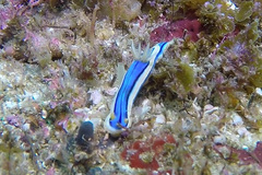 Chromodoris lochi