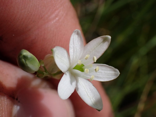 Image of Ornithogalum schlechterianum by (c) Ren Hoekstra, some rights reserved (CC BY)