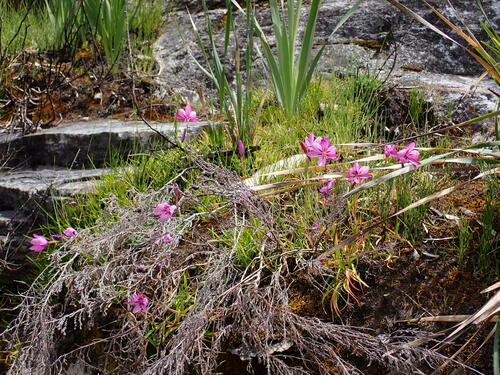 Geissorhiza elsiae