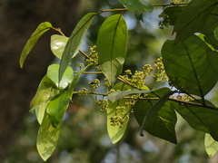 Cryptocarya wightiana