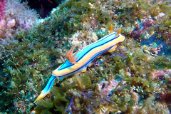 Chromodoris hamiltoni