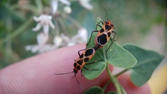 Tropidothorax sternalis