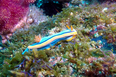 Chromodoris hamiltoni