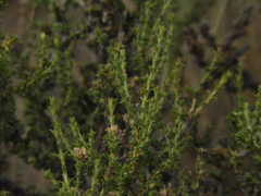 Junellia seriphioides