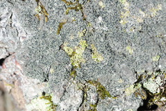Lecidella