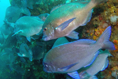 Polyamblyodon germanus