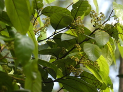 Cryptocarya wightiana