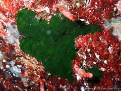 Palmophyllum crassum