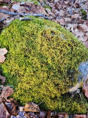 Hylocomiastrum umbratum