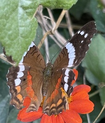 Anartia fatima colima