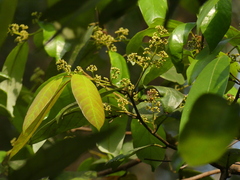 Cryptocarya wightiana