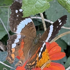 Anartia fatima colima
