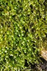 Homalia trichomanoides