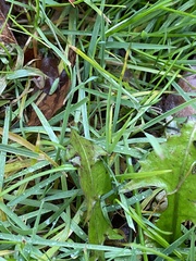 Draeculacephala robinsoni