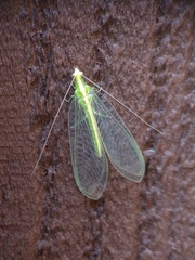 Chrysoperla rufilabris