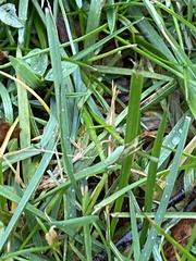 Draeculacephala robinsoni