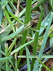 Draeculacephala robinsoni