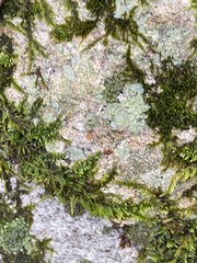 Callicladium imponens