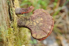 Ganoderma lucidum