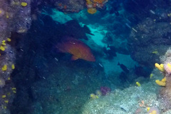 Cephalopholis miniata