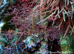 Amphiroa cryptarthrodia
