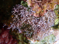 Amphiroa rigida