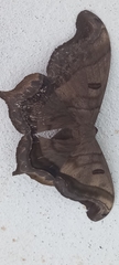 Arsenurinae