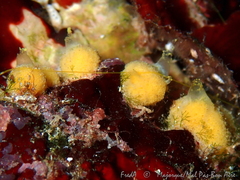 Axinella damicornis