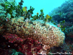 Cladocora caespitosa