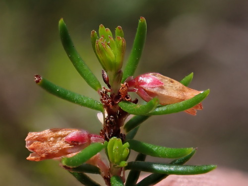 Image of Erica dodii by (c) Ren Hoekstra, some rights reserved (CC BY)