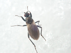 Sphaeroceridae