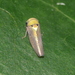 Mango Leafhopper - Photo (c) blackdogto, some rights reserved (CC BY-NC), uploaded by blackdogto