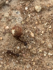 Acromyrmex