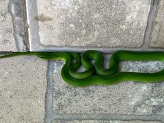 Erythrolamprus viridis