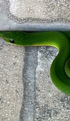 Erythrolamprus viridis