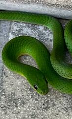 Erythrolamprus viridis
