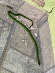 Erythrolamprus viridis