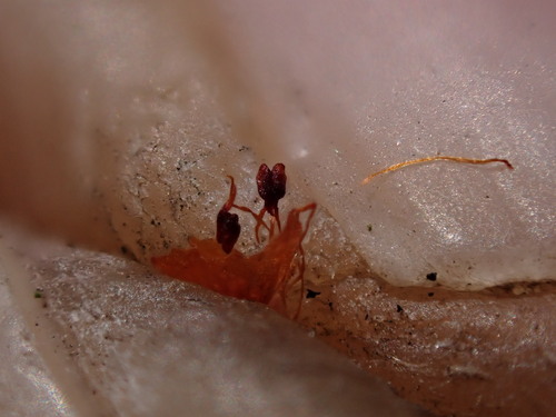 Image of Erica dodii by (c) Ren Hoekstra, some rights reserved (CC BY)