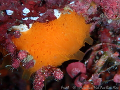 Clathrina rubra