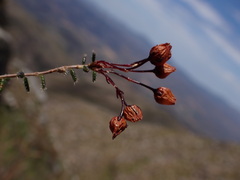 Fynbos Heath (Erica carduifolia)