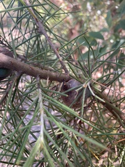 Hakea gibbosa