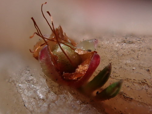 Image of Erica dodii by (c) Ren Hoekstra, some rights reserved (CC BY)