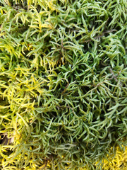 Hylocomiastrum umbratum