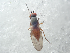 Heteromyza
